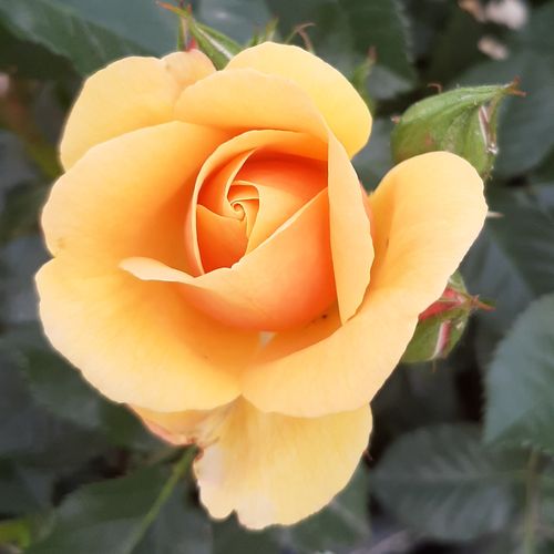 Rosa  Fleur™ - oranžová - Stromková růže s drobnými květy - stromková růže s kompaktním tvarem koruny
